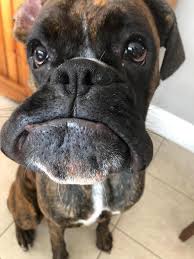What To Do If Your Dog Is Stung By A Bee Or Wasp – American Kennel Club