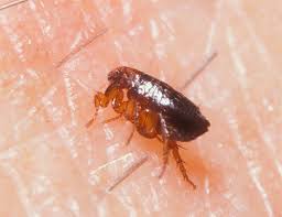 Sebagian besar gigitan dan sengatan serangga akan mengiritasi kulit untuk sementara dan efeknya akan hilang. Bagaimana Untuk Merawat Gigitan Kutu Pada Manusia