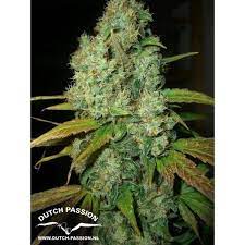 Power Plant Dutch Passion Feminized Zamnesia