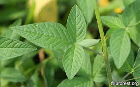 Image result for Cleome rutidosperma