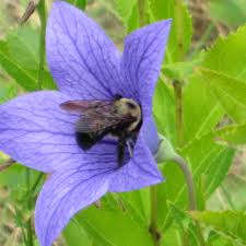 The Butterfly's Bar at Deer Run