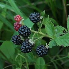 Image result for Rubus