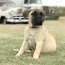 Find the perfect bullmastiff puppy at puppyfind.com. Daisy Bullmastiff Puppy 614787 Puppyspot