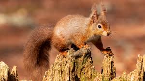 Image result for Brown Squirrel 2014 Peugeot