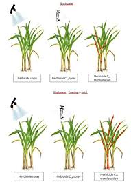 Image result for Eragrostis plana