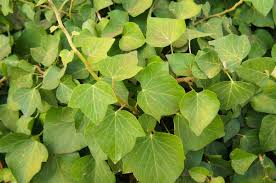 How long indicates a period or length of time, with a beginning and ending point. 11 Species Of Invasive Vines