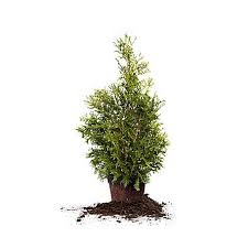 The tree works nicely as a specimen tree or can be planted with others to create a. Perfect Plants Thuja Green Giant Tree 4 5 Ft Size Tsc0176 At Tractor Supply Co
