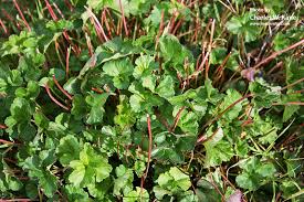 Image result for Pelargonium grossularioides