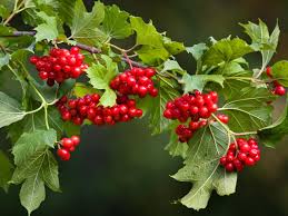 We did not find results for: Viburnum Berries Diy