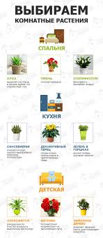для ухода за цветами в доме творчества 10 упаковок Vybiraem Komnatnye Rasteniya Eti Poleznye Komnatnye Rasteniya Dolzhny Byt V Kazhdom Dome Komnatnye Rasteniya Rasteniya Sadovye Idei