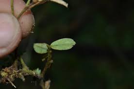Image result for Tephrosia pentaphylla