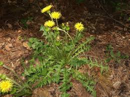 Image result for Taraxacum
