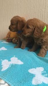 Typical 7 week old buff cockapoo puppies.i have been raising cockapoos since 1988. Cockapoo Puppies For Sale Joliet Il 170836 Petzlover
