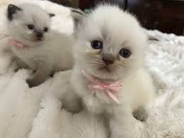 Himalayan persian x british shorthair cat. Himalayan Cats For Sale Ypsilanti Mi 244602 Petzlover