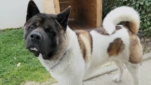 They can also weigh anywhere from 70 to 130 pounds or about 31.7 kg to 59 kg. Akita Inu Big American Dog Stock Footage Video 100 Royalty Free 1025026928 Shutterstock