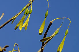 Image result for Gyrocarpus