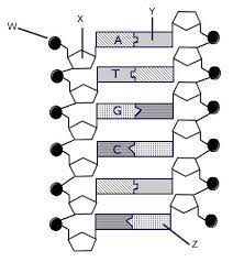 Start studying dna replication worksheet. Dna Structure And Dna Replication Interactive Worksheet By Carly Lide Wizer Me