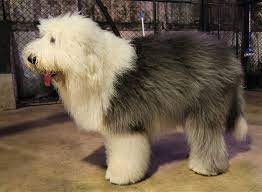 Short hair old english sheepdog. Old English Sheepdog Wikipedia