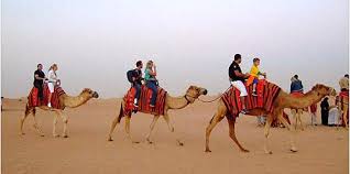 Dubai Camel Riding Tour Ride Camels In The Arabian Sands
