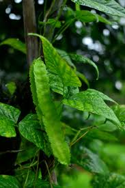 Image result for Psophocarpus grandiflorus