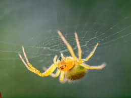 Image result for yellow sac spider bite skin