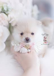 Call it a pompom, tumbleweed, deutscher zwergspitz, or zwers, these tiny, energetic, popular toy dogs are an ideal companion. Tiny Teacup Pomeranian Puppies Teacup Puppies Boutique