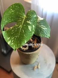 Variegated Monstera Thai Constellation The Variegation In These Three Particular Plants Are More Like Splashes Of White You Will Plants Monstera Plant Leaves