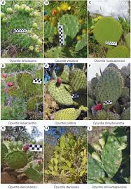 Cactus spines are a herblore ingredient and common farming crop. Frontiers Unraveling Reticulate Evolution In Opuntia Cactaceae From Southern Mexico Plant Science
