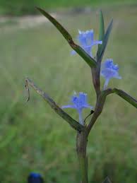 Image result for Cyanotis axillaris