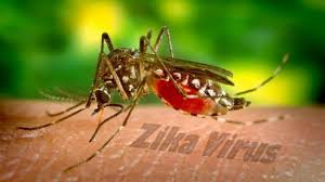 Penyakit yang disebabkan oleh virus dengue dari nyamuk betina aedes aegypti dan, dalam kasus yang lebih jarang, aedes albopictus ini memiliki tanda khusus baik yang terlihat maupun. Perbedaan Virus Zika Dengan Dbd Ditularkan Nyamuk Aedes Aegypti Tapi Lihat Tanda Tanda Ini Tribunstyle Com