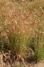 Image result for Themeda triandra
