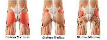 The gluteus maximus is the muscle that allows humans to walk upright. Low Back Pain Make Your Glutes Your Best Friend Physiofocus