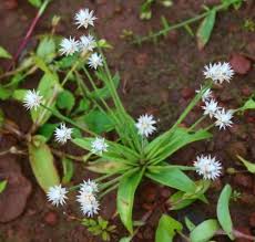 Image result for Eriocaulon teusczii