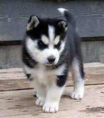 Check spelling or type a new query. Huskies For Sale Near Me Online Shopping
