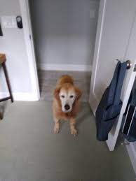 Adopt a pet today at a petsmart near you. Critter Cafe 15 Reviews Pet Stores 810 Bald Eagle Dr Marco Island Fl Phone Number Yelp