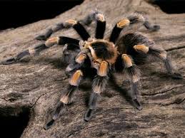 Image result for Brachythrix glomerata