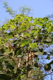 Image result for Dombeya torrida