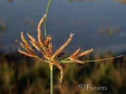 Image result for Bolboschoenus glaucus