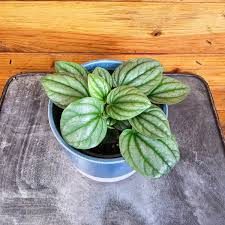 Image result for Peperomia molleri