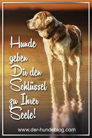Wundern darf es mich nicht, dass manche die hunde verleumden; 35 Coole Hunde Spruche Hunde Zitate Ideen Hund Zitat Hundespruche Hunde