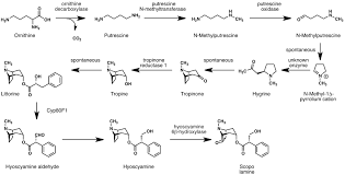 Последние твиты от burundanga (@burundangateatr). Scopolamine Wikipedia