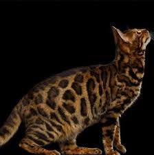 When you adopt a kitten from us.you get to watch your baby grow!! Boston Ma Bengal Cats And Kittens Photos Facebook