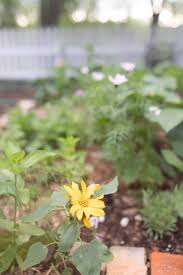 If you want, just add soil to a pot or garden bed, water regularly, and be pleasantly surprised when seedlings sprout in days, weeks, or even months. 7 Tips For Growing A Cut Flower Garden And How To Make Beautiful Arrangements Farmhouse On Boone
