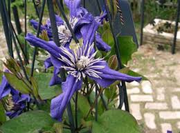 Tips for growing evergreen clematis. How Deep To Plant Clematis For Best Growth Horticulture