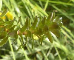 Image result for Hydrocharitaceae