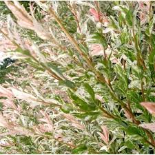 Pink flamingos' feathers are actually a light gray color when they hatch. Salix Integra Hakuro Nishiki Dwarf Flamingo Willow Trees