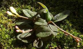 Image result for Spigelia