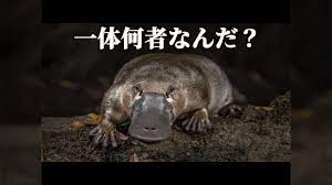カモノハシは哺乳類でも珍しい毒爪を持ち「鎮痛剤がほぼ効かず耐えがたい激痛と腫れ」→オーストラリアで被害に遭った人の様子が痛々しい… - Togetter