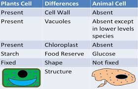 The similarities include common organelles like cell membrane, cell nucleus, mitochondria, endoplasmic reticulum, ribosomes and golgi apparatus. Animal Cells Anisah Afifah S Weblog