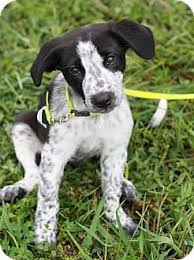 Black And White Border Collie Pointer Mix Brattleboro Vt Border Collie Mix Meet Pepper A Puppy For Adoption Puppy Adoption Border Collie Puppies